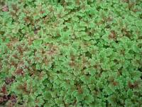Image of Azolla microphylla