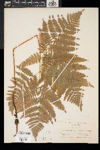 Pteridium latiusculum image