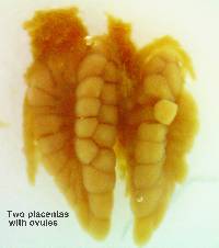 Psidium albescens image