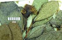 Psidium parvifolium image