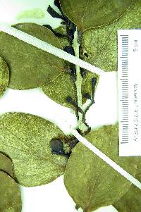 Image of Psidium albescens