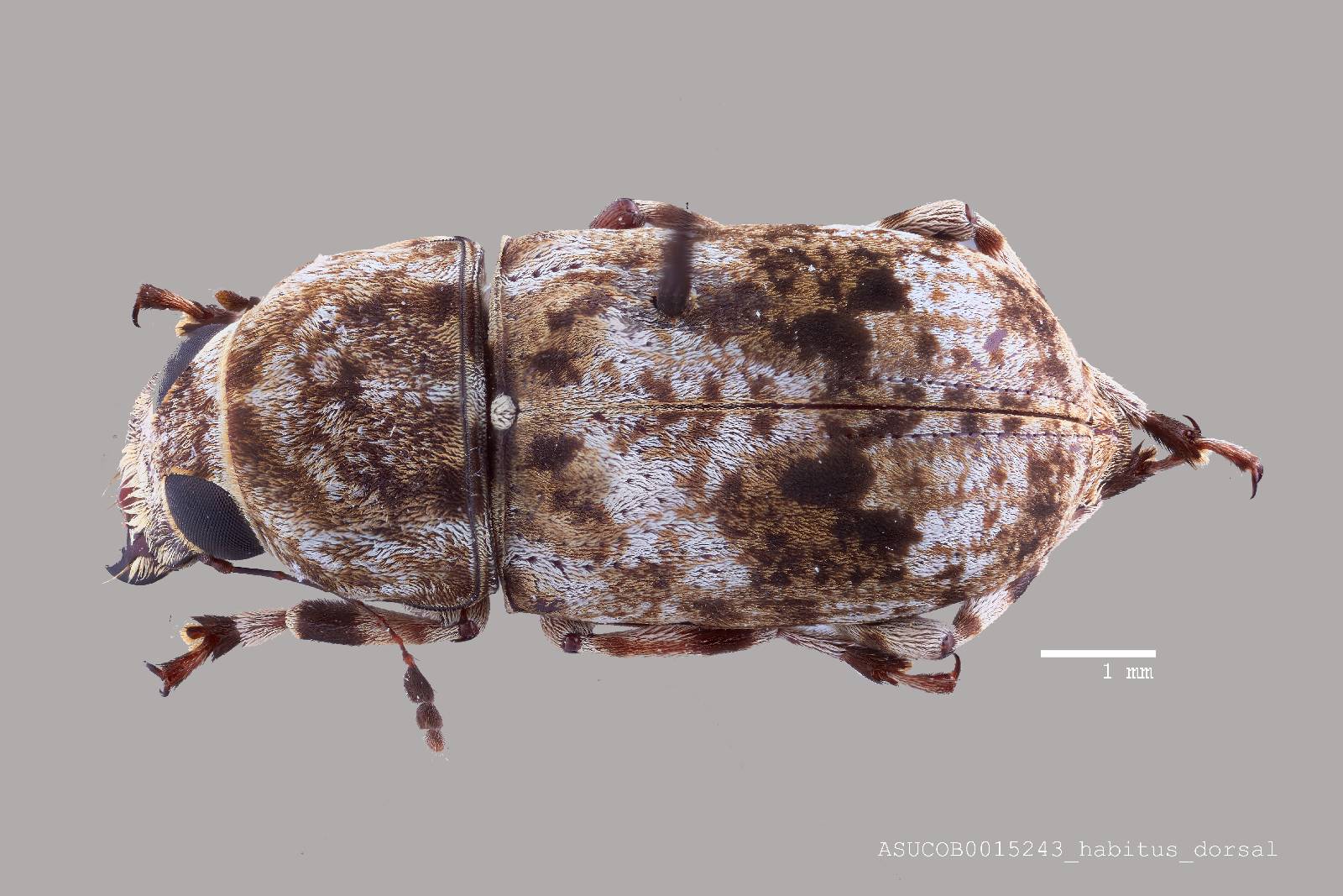 Nemotrichus dorsomaculatus image