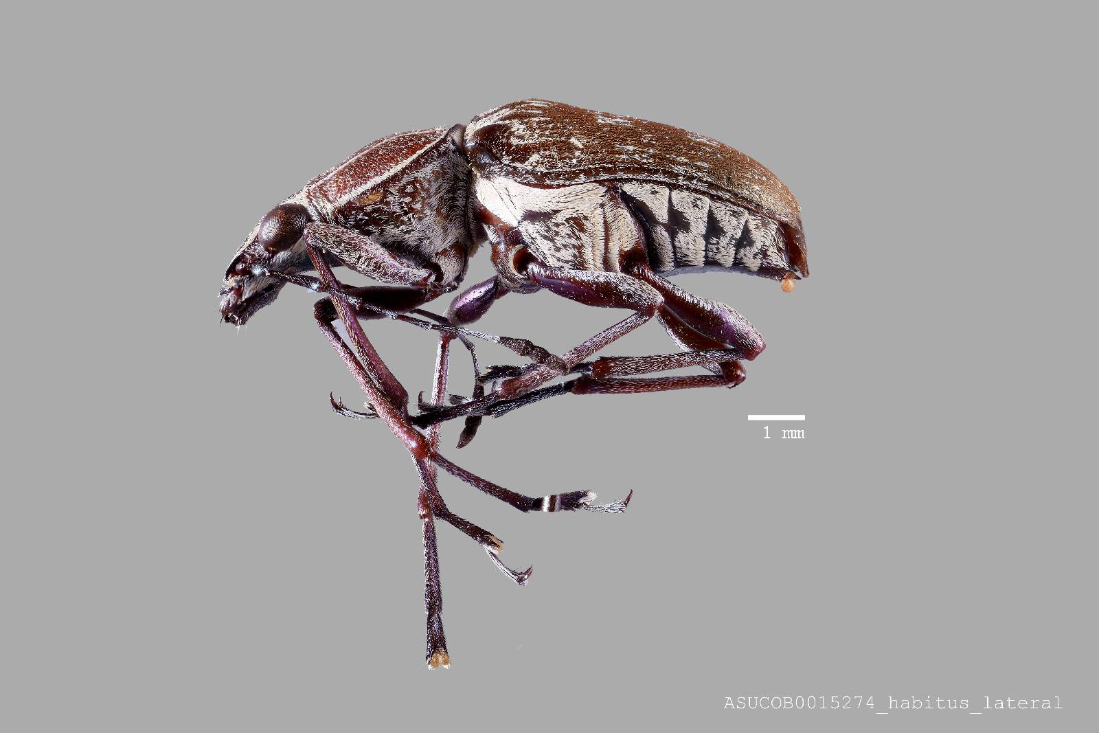 Acanthopygus griseus image