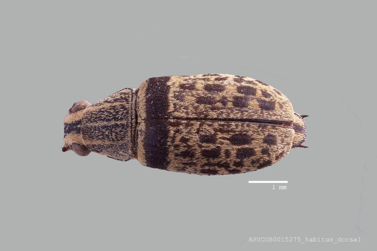 Acanthopygus cinctus image