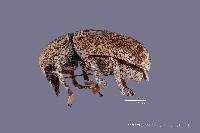 Image of Toxonotus lividus