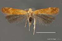 Image of Monochroa placidella