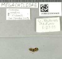Image of Protosmia rubifloris