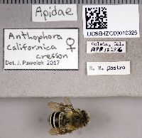 Anthophora californica image
