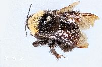Bombus californicus image