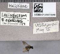 Lasioglossum ovaliceps image
