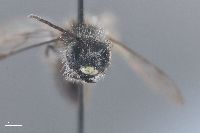 Andrena principalis image