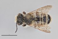 Megachile fidelis image