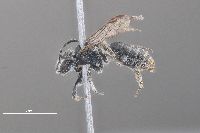 Andrena chlorogaster image