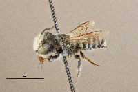 Megachile apicalis image