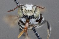 Megachile apicalis image