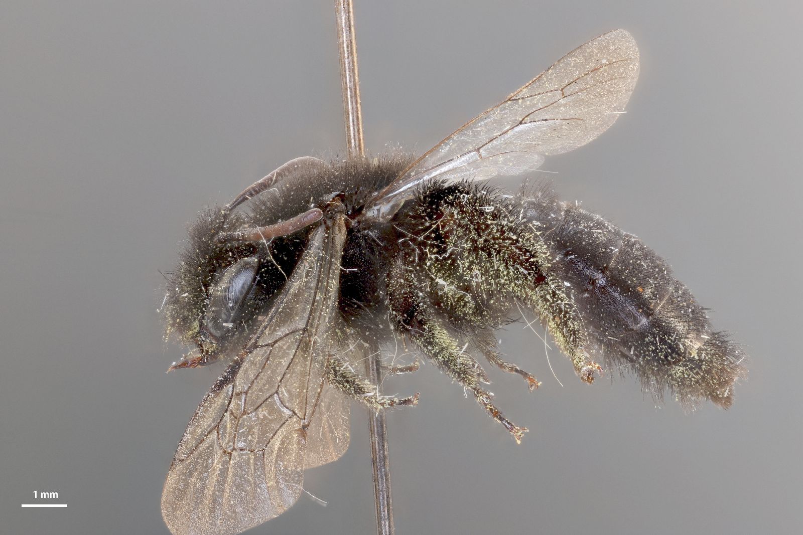 Andrena oenotherae image