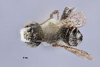 Image of Megachile apicalis