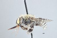 Image of Anthophora californica