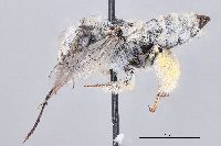 Anthophora flavocincta image