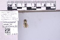 Andrena gnaphalii image