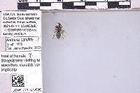 Andrena candida image