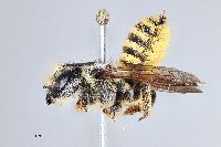 Megachile fidelis image