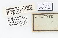 Phyllophaga serratipes image