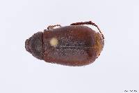 Image of Phyllophaga serratipes