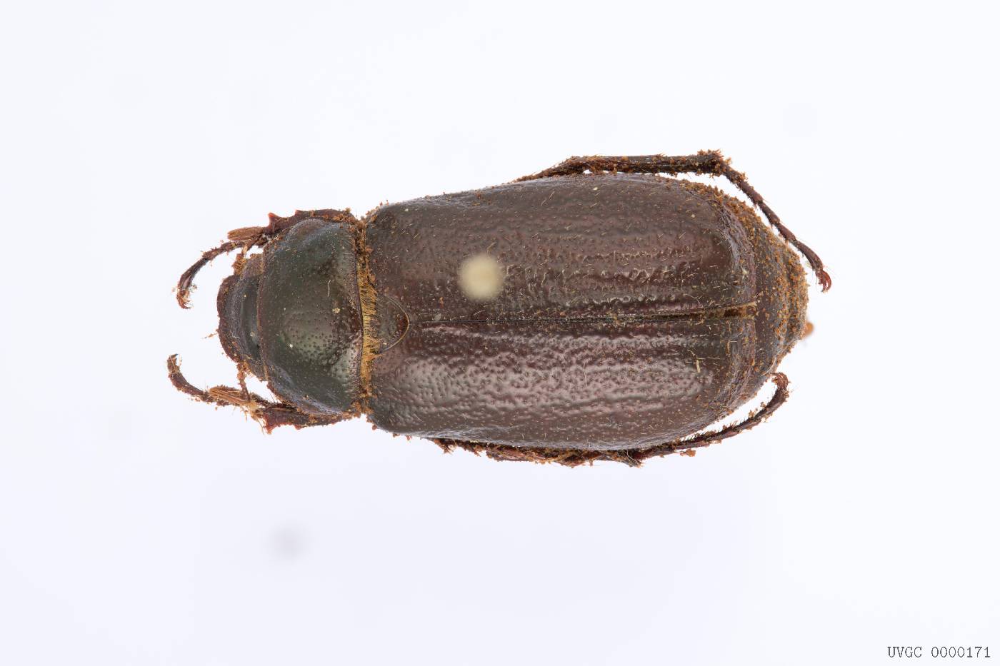 Phyllophaga chortiana image