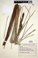 Carex brasiliensis image