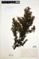 Image of Juniperus monticola