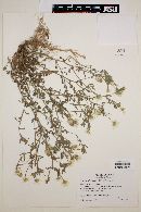 Image of Chrysanthemum coronarium