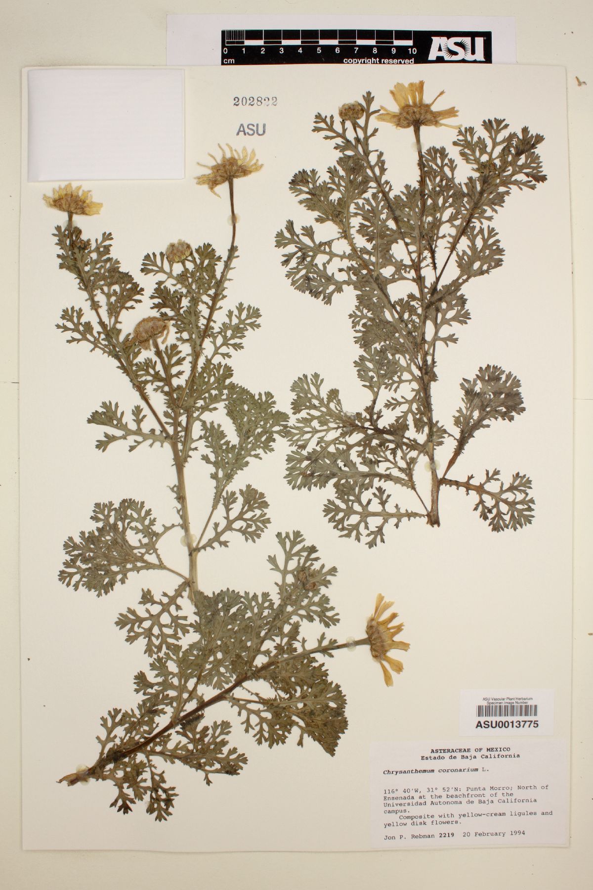Chrysanthemum coronarium image