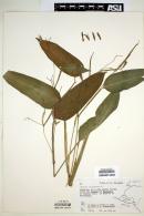 Maranta arundinacea image