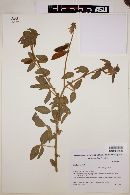 Crotalaria incana image