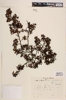 Escallonia myrtilloides image