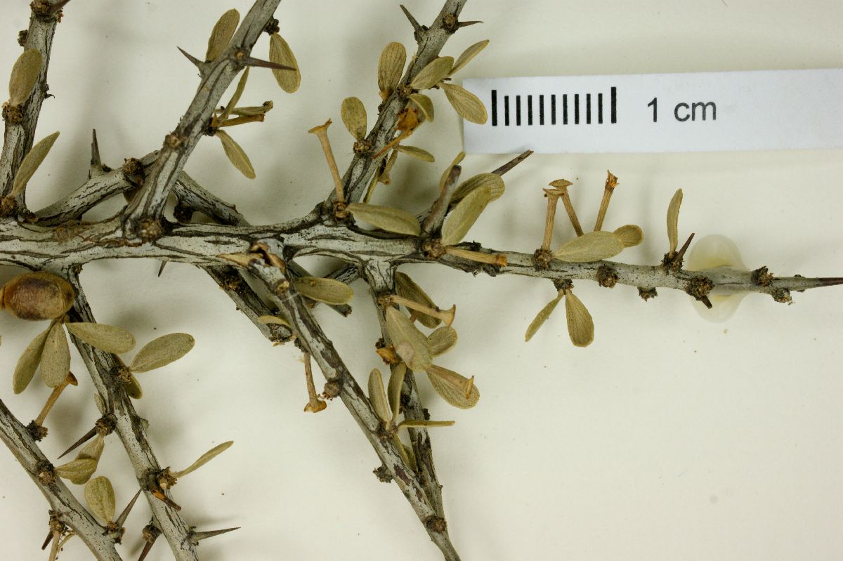 Condalia microphylla image
