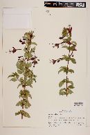 Fuchsia magellanica image