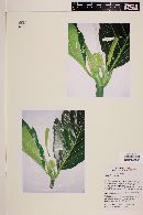 Artocarpus altilis image