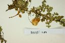 Calceolaria tenella image