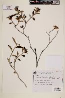 Image of Turnera lamiifolia