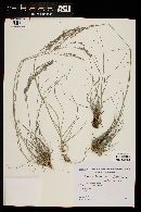 Eragrostis tenuifolia image