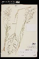 Image of Eragrostis tephrosanthos