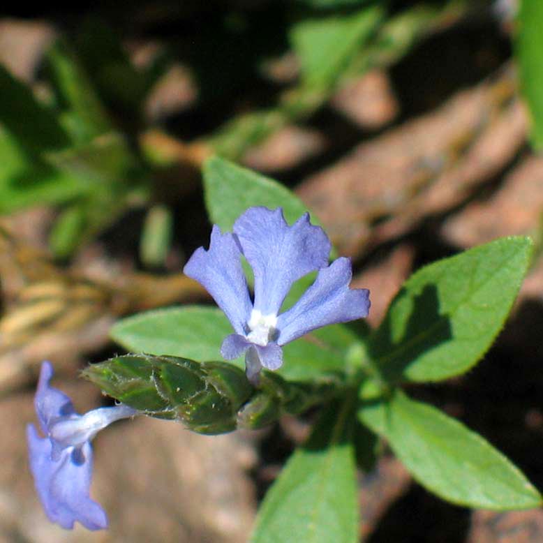 Acanthaceae image