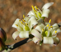 Image of Hesperaloe funifera