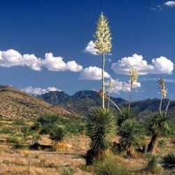 Image of Yucca elata