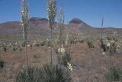 Yucca elata image