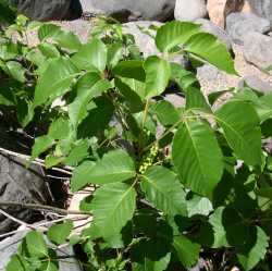 Image of Toxicodendron rydbergii