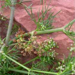 Image of Cyclospermum leptophyllum