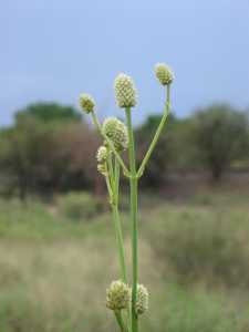 Image of Eryngium sparganophyllum